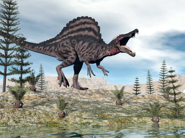 Spinosaurus dinosaur - 3D render One spinosaurus dinosaur walking in the desert among cycaeodia and calamite plants - 3D render spinosaurus stock pictures, royalty-free photos & images