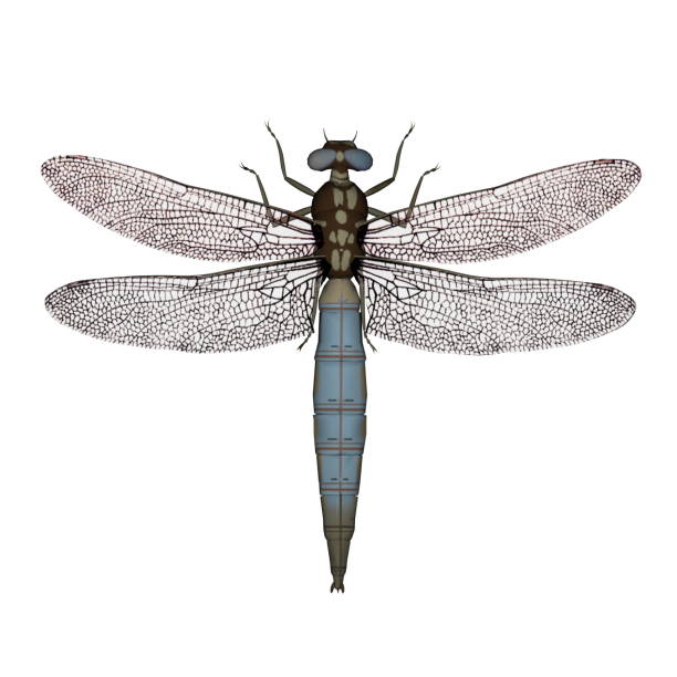 Dragonfly - 3D render stock photo