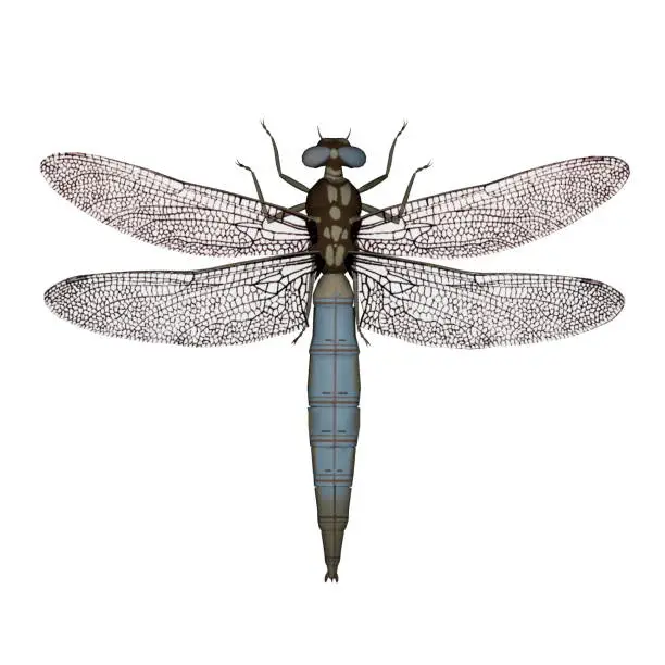 Dragonfly isolated in white background - 3D render