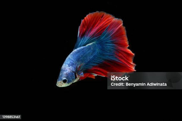 Red Blue Halfmoon Betta Fish Stock Photo - Download Image Now - Siamese Fighting Fish, Nature, Activity