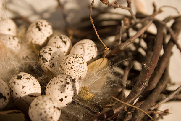 Eggs stock photo