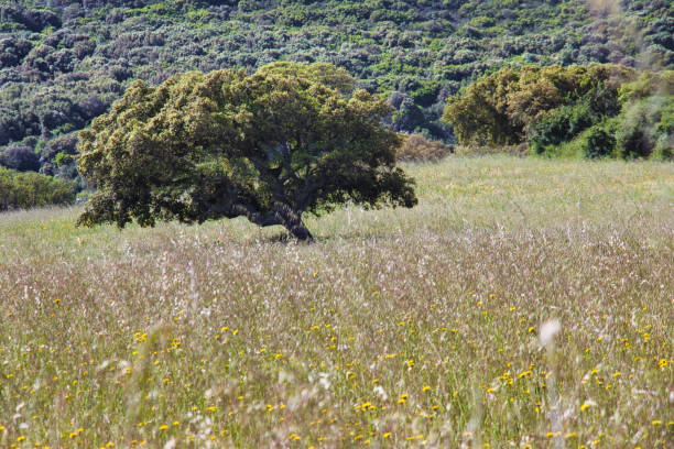 istock Lonely sughera tree in Gallura in spring 1398853831