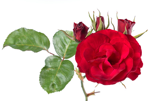 One red rose with buds and leaves isolated on white background