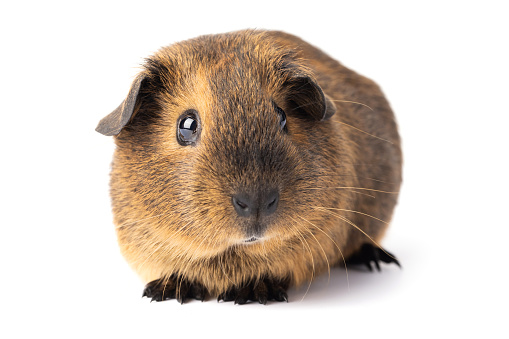 This is a photograph of a pet guinea pig indoors.