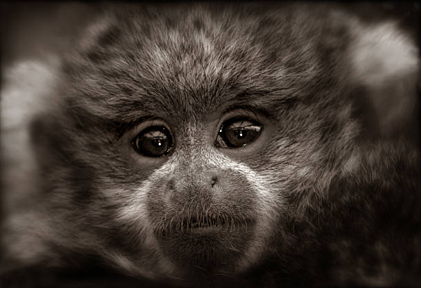 Scimmia del Titi bambino in seppia - foto stock
