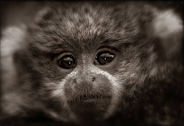 A sepia-toned photo of a Reed's Titi Monkey Baby. This baby monkey had the most wise and knowing eyes.