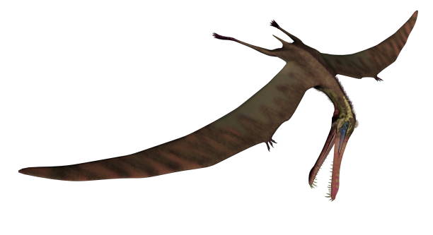 istock Anhanguera prehistoric bird - 3D render 1398854999