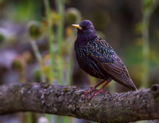 istock European or common starling, sturnus vulgaris 1398855182