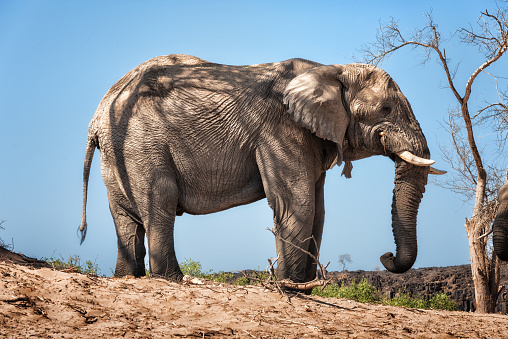 Asian Elephant with large tusks looking directly at the camera. The Asian or Asiatic elephant (Elephas maximus) has been listed as endangered as the population has declined by at least 50% over the last three generations.