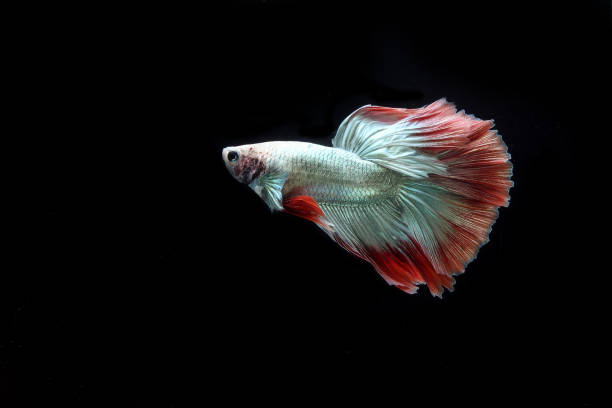 istock Cambodian halfmoon betta fish on black background 1398855256