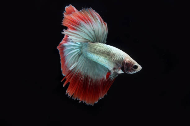 istock Cambodian halfmoon betta fish on black background 1398855312