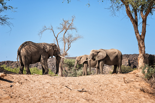 Only two populations of desert elephants still live in Africa. To see them free in Namibia between dry rivers, tourists need patience. We were very lucky!