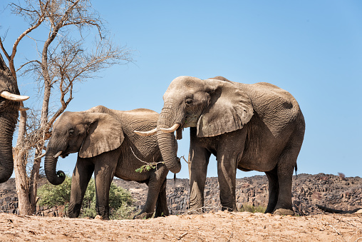 Only two populations of desert elephants still live in Africa. To see them free in Namibia between dry rivers, tourists need patience. We were very lucky!