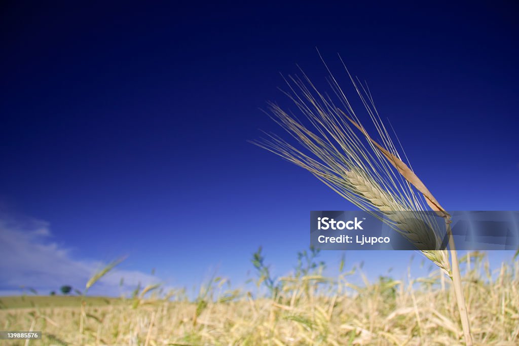Пшеничное поле против голубого неба. - Стоковые фото Выращиваемый роялти-фри