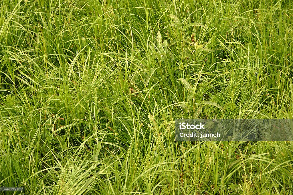 far Трава - Стоковые фото Абстрактный роялти-фри