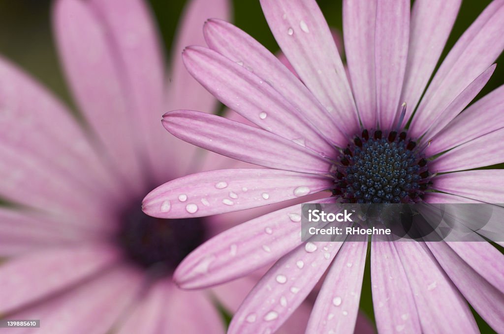 Frühen Morgen Blumen - Lizenzfrei Baumblüte Stock-Foto