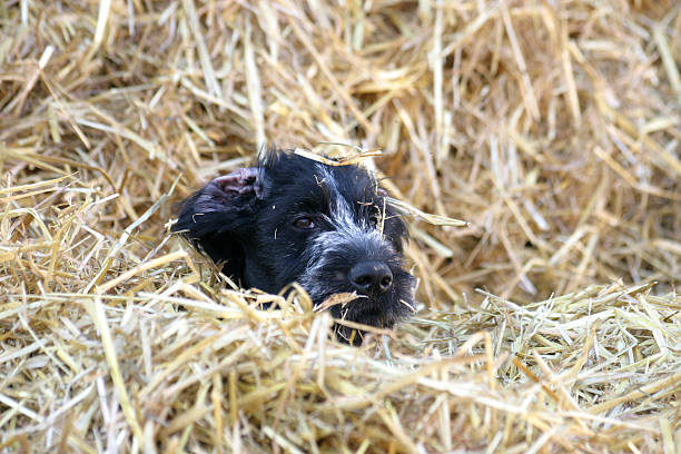 puppy - foto’s van aarde stockfoto's en -beelden