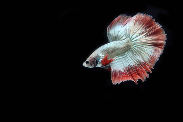 istock Cambodian halfmoon betta fish on black background 1398856224