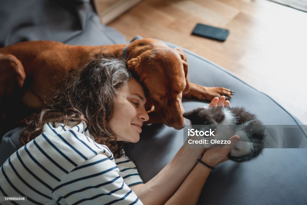 Portrait of a young woman with a Hungarian Pointer dog and a small kitten in her arms lying at home in a room on a bag chair Portrait of a young woman with a Hungarian Pointer dog and a small kitten in her arms lying at home Dog Stock Photo