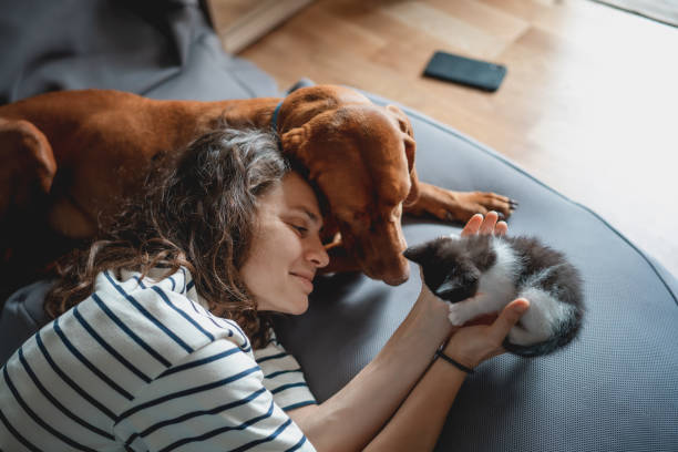 Portrait of a young woman with a Hungarian Pointer dog and a small kitten in her arms lying at home in a room on a bag chair stock photo