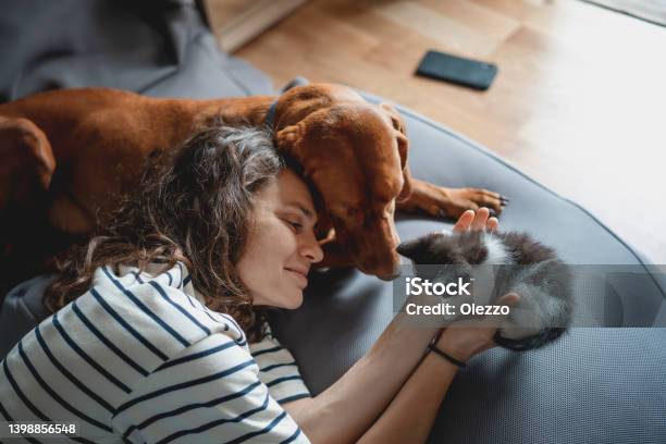 Portrait Of A Young Woman With A Hungarian Pointer Dog And A Small Kitten In Her Arms Lying At Home In A Room On A Bag Chair Stock Photo - Download Image Now