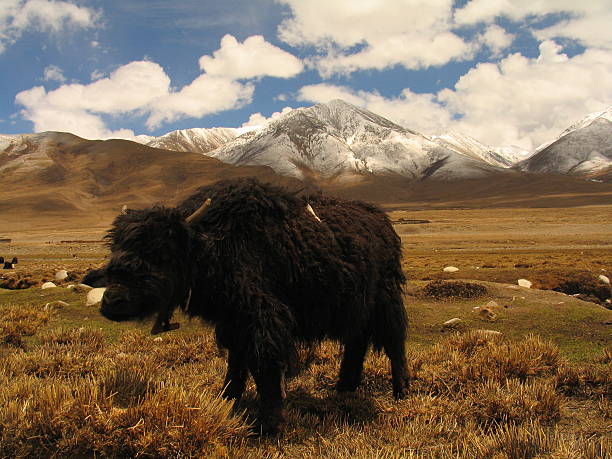 yak stock photo