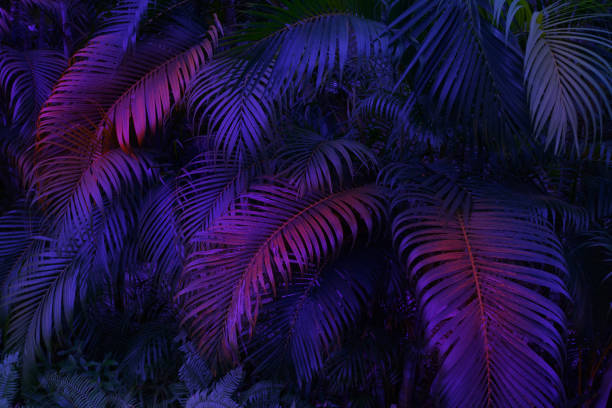tropical palm leaves in neon light, exotic background tropical palm leaves in neon light, exotic party background glowing leaves stock pictures, royalty-free photos & images