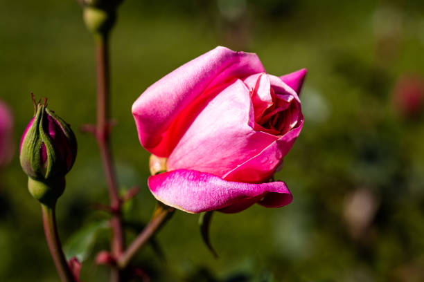 istock Beautiful rose close-up 1398857563