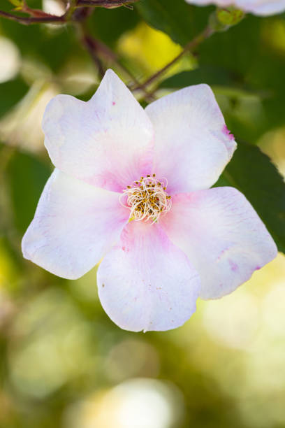Beautiful rose close-up