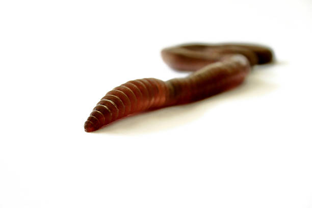 Earthworm stock photo