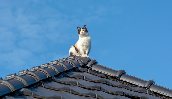 A three colored cat sitting on the top of the black tile roof.