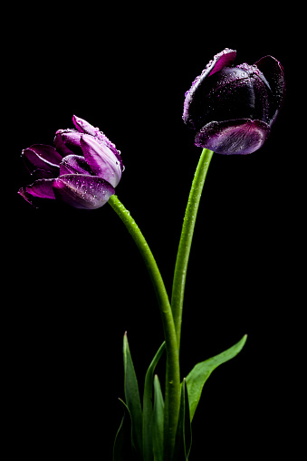 Queen of the Night black tulip flower.