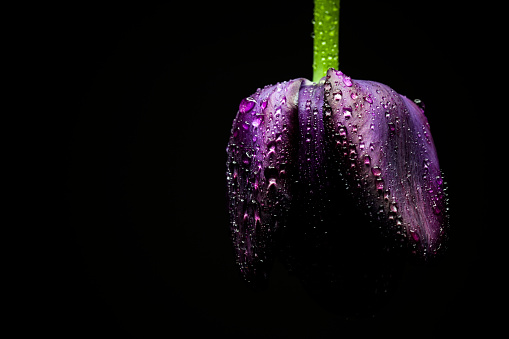 Queen of the Night black tulip flower.