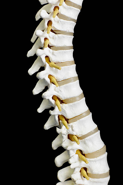 istock A close-up of human spine bones isolated on black 139885810