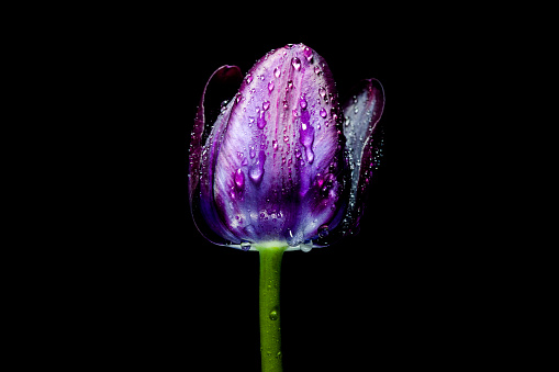 Natural background with white tulip flower covered in rain drops