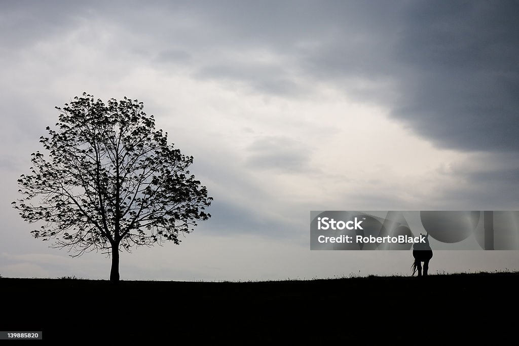 lonely cavalo - Foto de stock de Alto contraste royalty-free