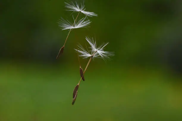 seeds flying