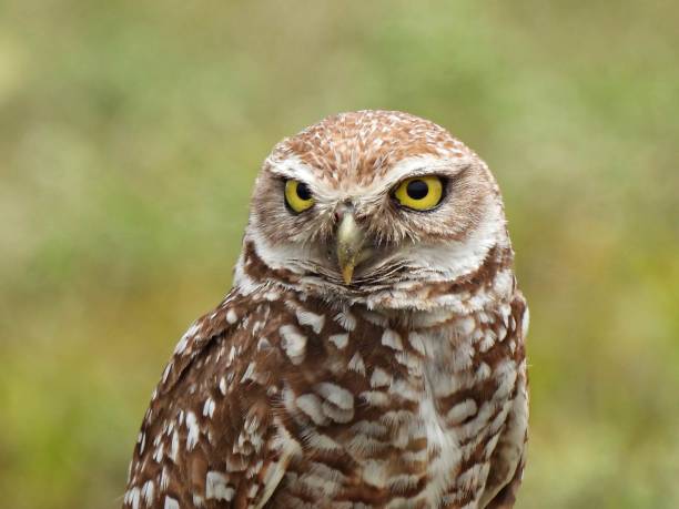 istock Burrowing Owl (Athene cunicularia)  - portrait 1398858474