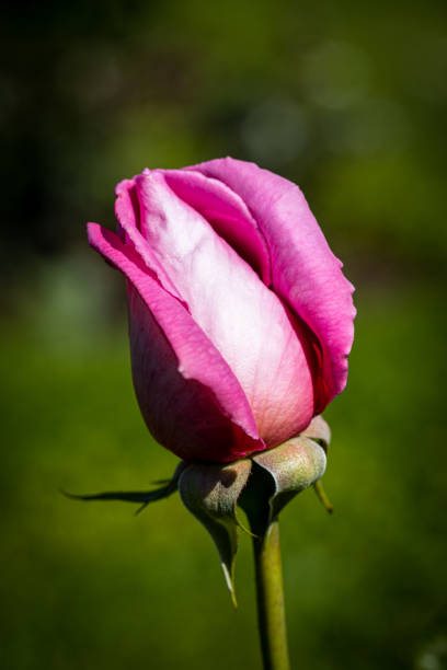 Beautiful rose close-up
