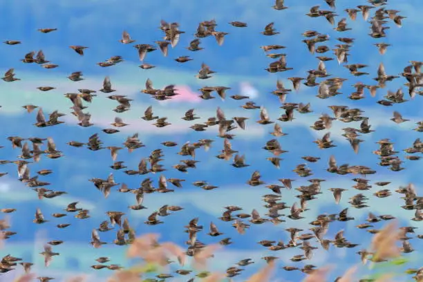 European or common starling, sturnus vulgaris, bird flock flying by day, Neuchatel, Switzerland