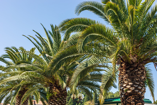 Palm trees close-up against the blue sky. Concept summer and vacation