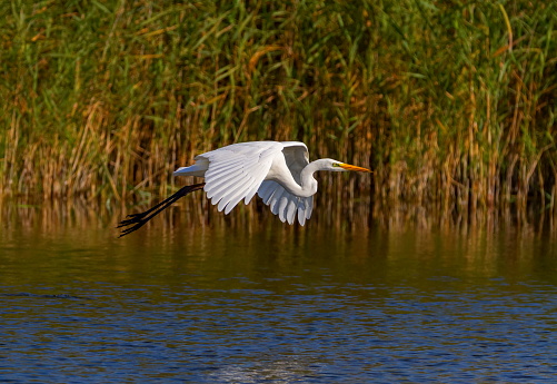 Great, common or large egret, ardea alba, flying upon a pond searching for food, Neuchatel lake, Switzerland