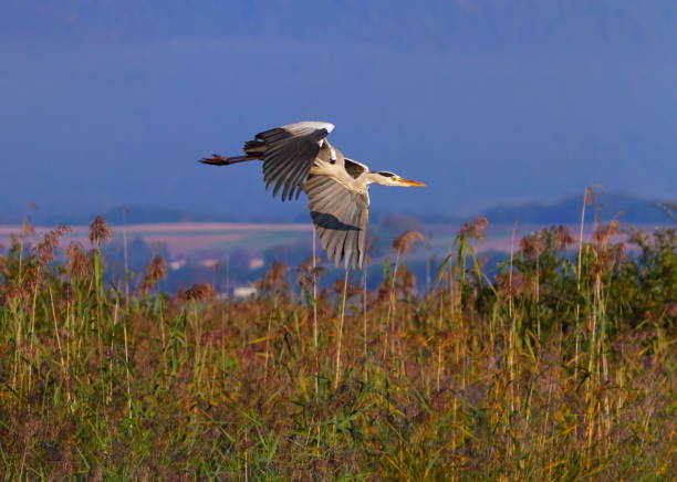 istock Grey heron, ardea cinerea, flying upon reeds, Neuchatel, Switzerland 1398858658