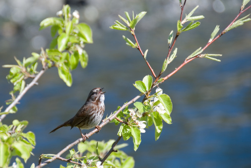 A song sparrow (Melospiza melodia) lives up to his name.