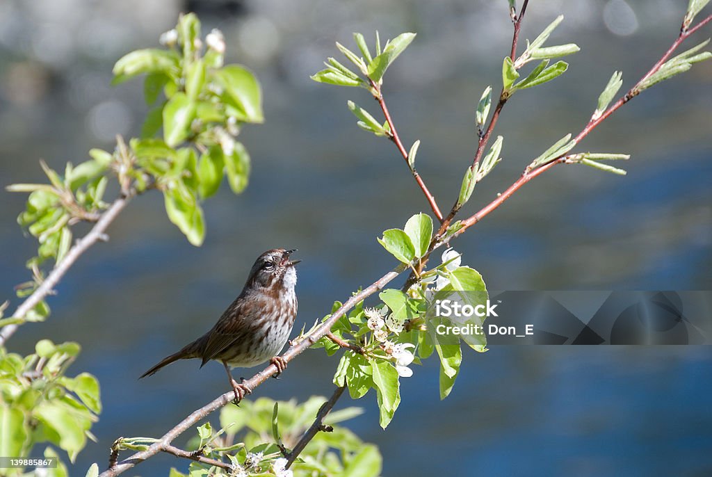 Song Sparrow A song sparrow (Melospiza melodia) lives up to his name. Bird Stock Photo