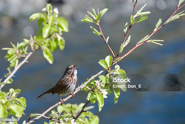 Song Sparrow Stock Photo - Download Image Now - Bird, BC, Columbia - Missouri
