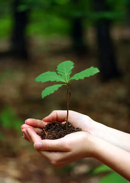 Oak tree sapling - holding in hands.