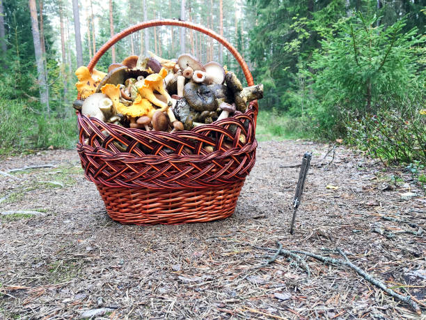Basket with mushrooms at the forest road