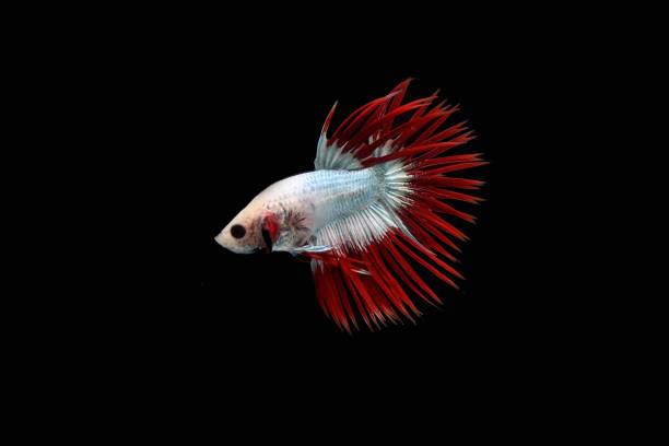 istock Beautiful Cambodian crown tail betta 1398859566