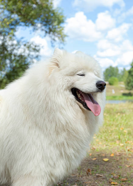 istock Samoyed. A thoroughbred dog in a public park. Pets. A white fluffy big dog 1398859968